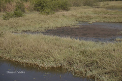 Aeluropus lagopodioides